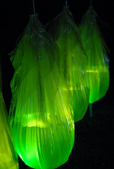 光る緑傘